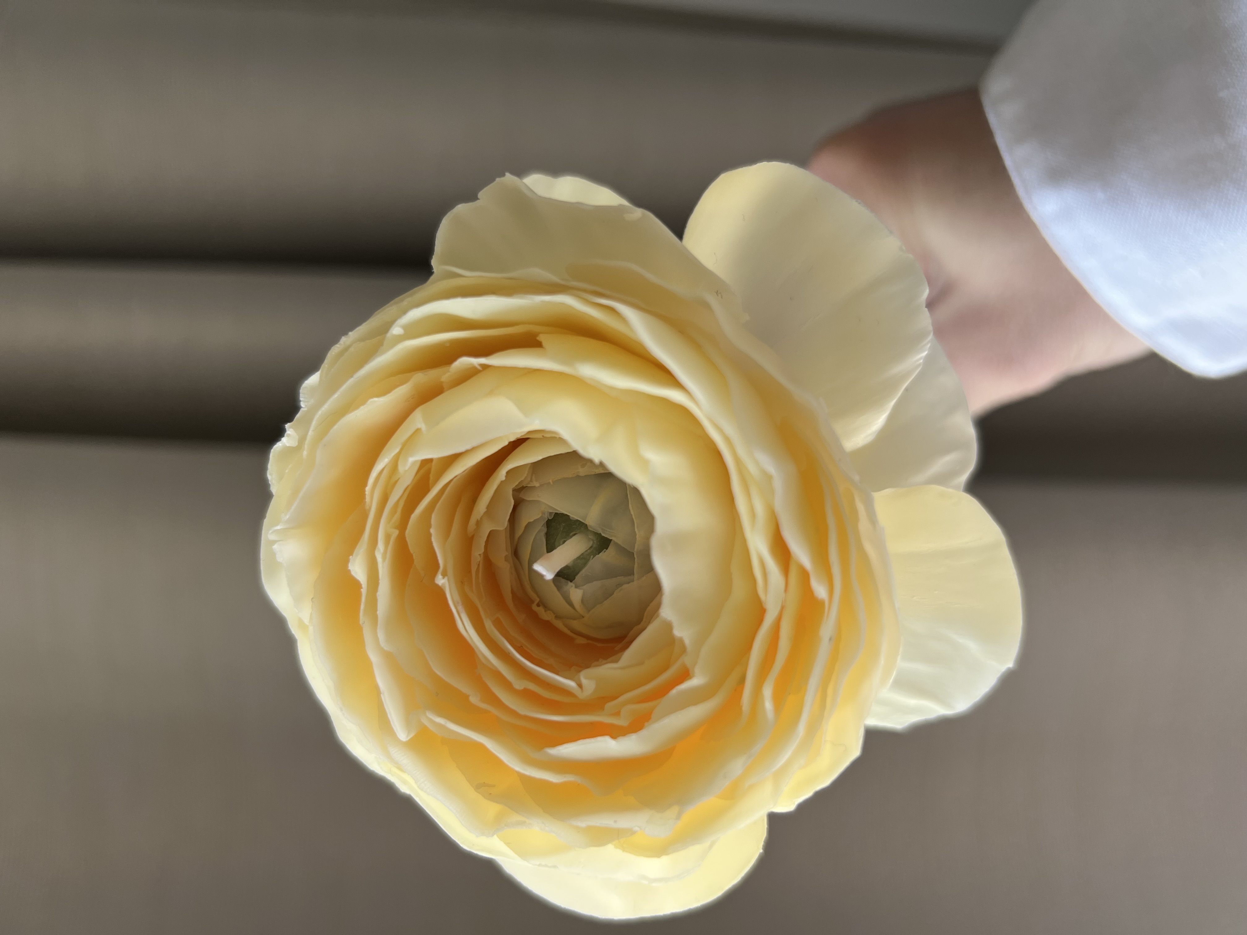 Ranunkelkerze Bild 2