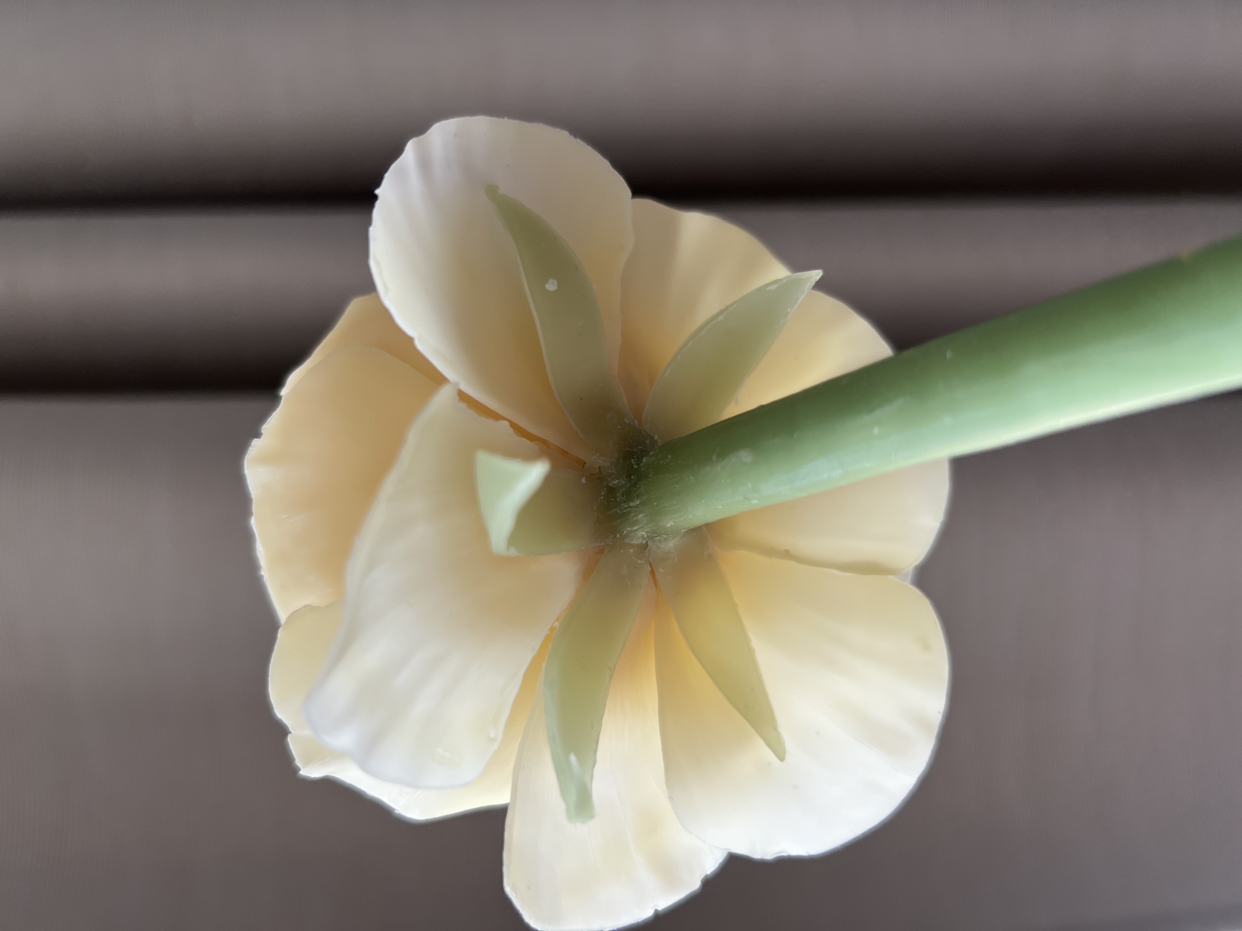 Ranunkelkerze Bild 3