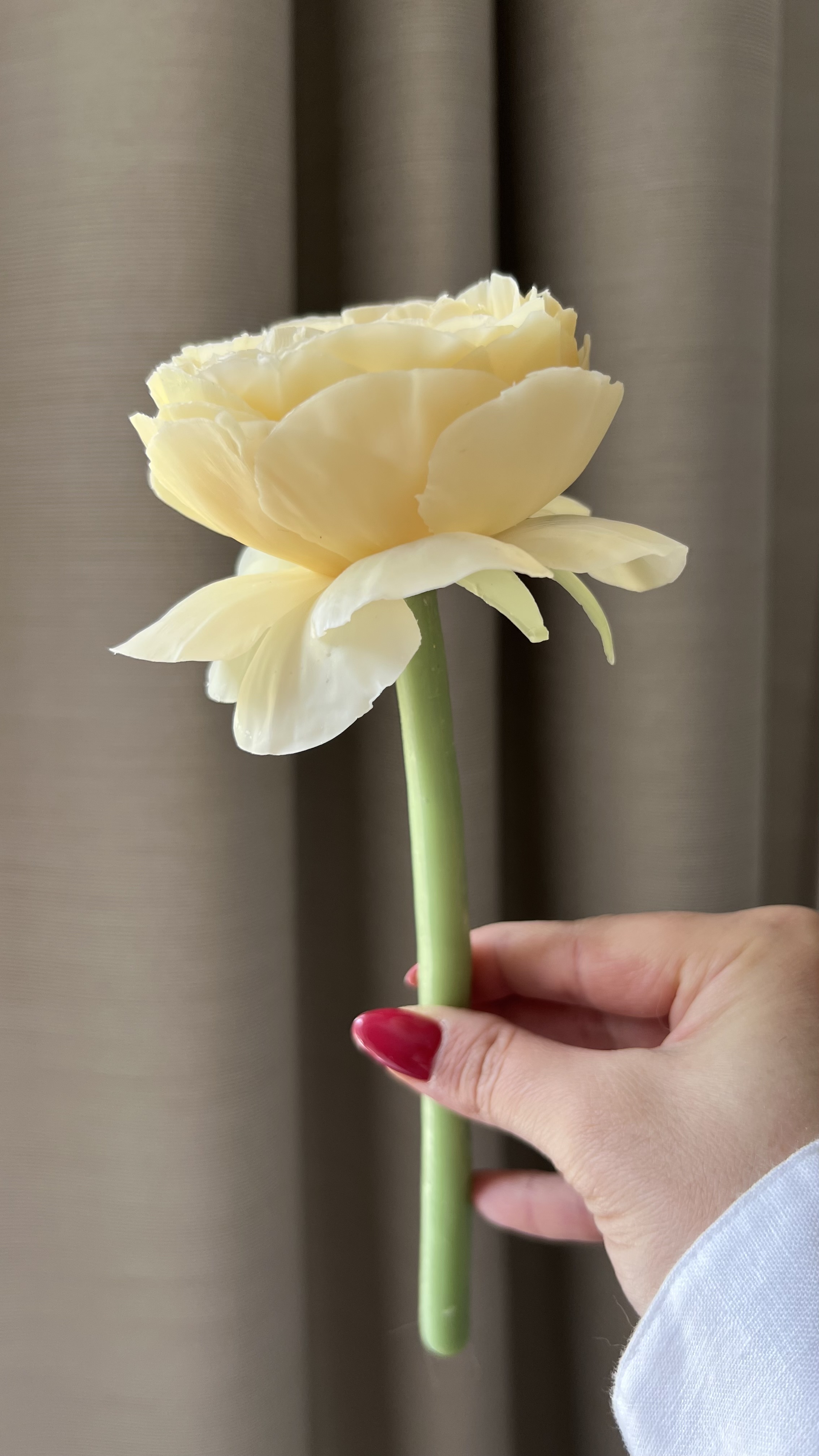 Ranunkelkerze Bild 4